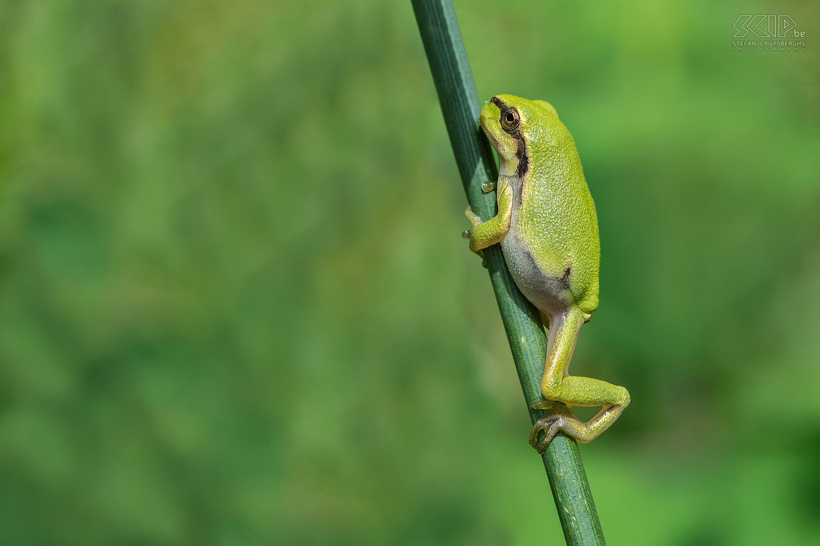 Boomkikkers In enkele kleine natuurgebieden in Belgisch Limburg en Nederlands Limburg kan je boomkikkers (Hyla arborea) vinden. Deze kleine kikkers zijn slechts 2 tot 4 cm groot. Ze zijn groen en hebben een bruine laterale streep van de ogen naar de lies. Vrouwtjes hebben een witte keel en de mannetjes een goudbruine. Ze zijn meestal te vinden op braamstruiken in de buurt van beekjes en vijvers. Stefan Cruysberghs